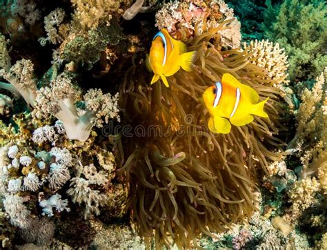 Nemo Fish In An Anemone Tries Kissing Stock Image Image Of Amphiprion