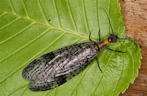 The Nature Of Robertson Dobsonfly Archichauliodes Species