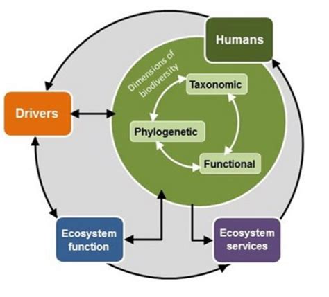 Measurement Of Biodiversity The Biodiversity Concept Diagram