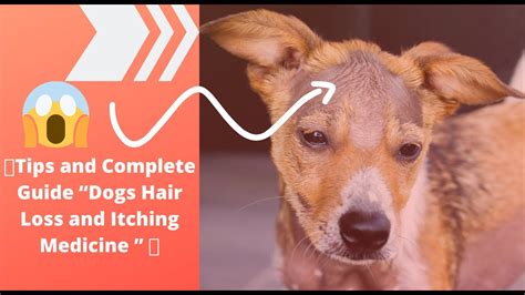🔥tips And Complete Guide “dogs Hair Loss And Itching Medicine ” 👍 Youtube