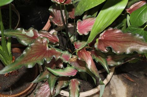 Semut merah kecil ini tidak lepaskan peluang untuk menikmati kemanisan madu bunga peria pantai. Memburu Bunga Keladi
