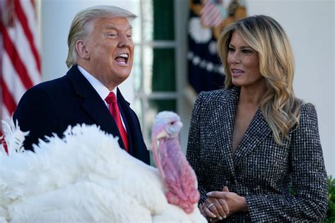 opinion recently exonerated turkeys devastated by spate of presidential pardoning the