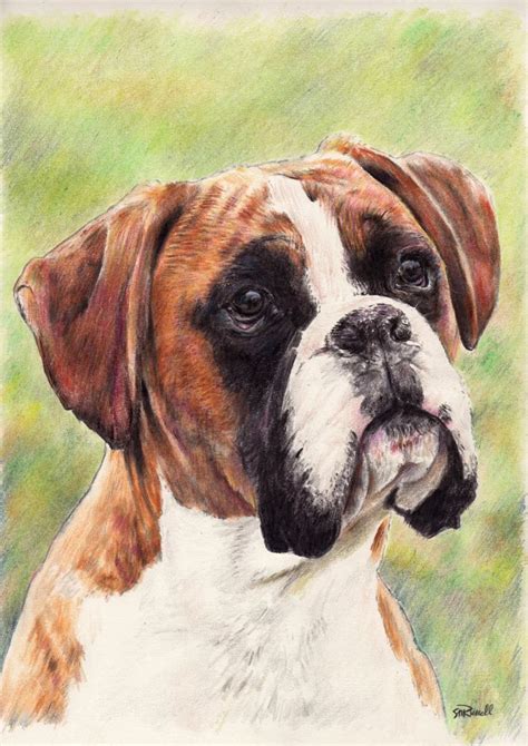 Pin By Tokunaga Mari On Boxer Dogs Dog Drawing Boxer Dog Drawing