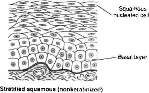 Epithelial Non Keratinized Stratified Squamous Cell Structure