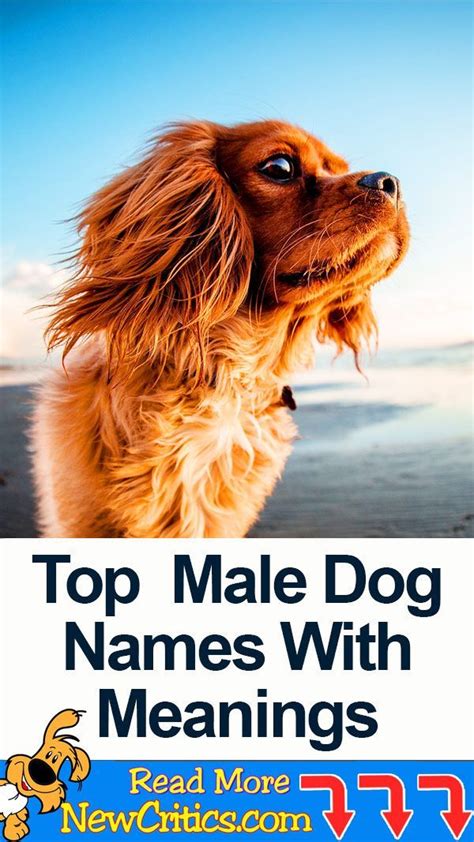 Top 20 Popular Male Dog Names With Meanings Boy Dog Names Unique Puppy