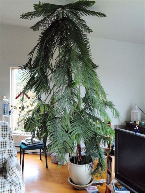 10 Most Popular Indoor Trees To Grow And How To For