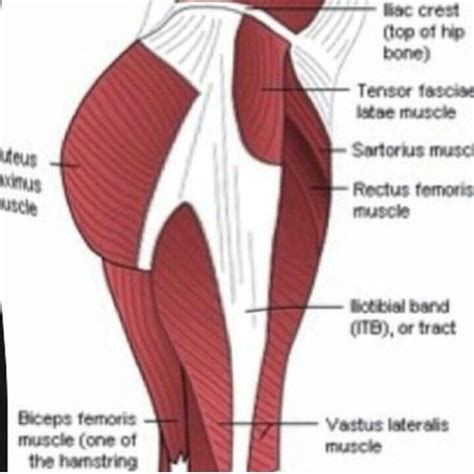 Anatomy Of Buttocks Diagram