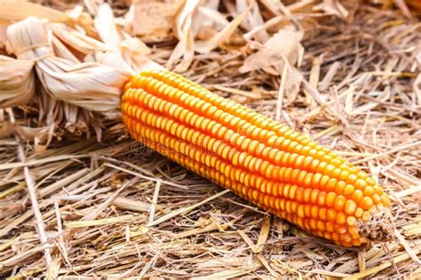 Raw Corn On Straw Stock Image Image Of Healthy Plant 29164467