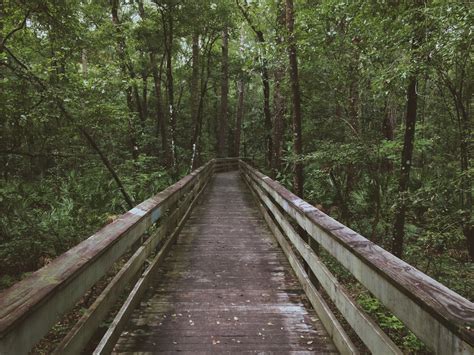 Free Images Tree Nature Forest Path Boardwalk Track Trail