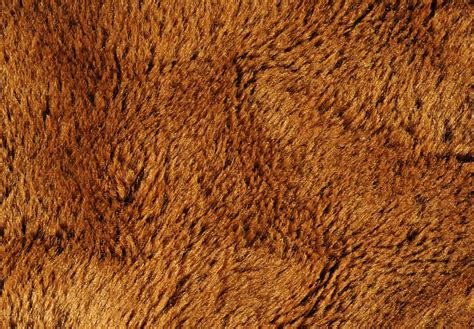 Bear Fur Texture