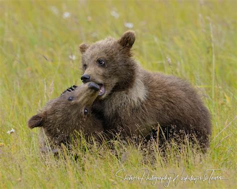 Playful Nature Image Of Two Cute Bear Cubs Shetzers
