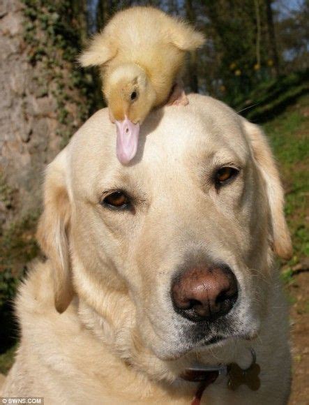 This Labrador And This Baby Duck Are Best Friends Unusual Animal