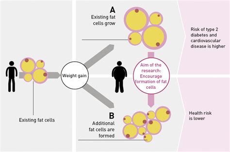 For this reason, malaria has maintained the sickle cell mutation at high frequency in these regions of africa. Fat isn't necessarily fat | ETH Zurich