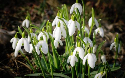 Find the perfect single flower stock photos and editorial news pictures from getty images. Beautiful white flowers in spring wallpapers and images ...