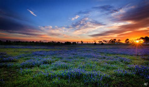 Texas Hill Country During Bluebonnet Season Photo Taken On April 6