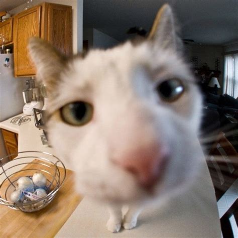 18 Curious Cats Hilariously Bumping Into Cameras Cats Funny Cats