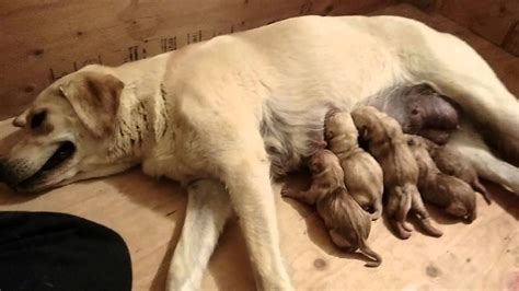 Puppies nursing for the first time - YouTube