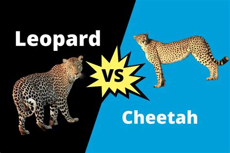 Difference Between Cheetah And Leopard Contrasthub