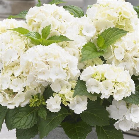 Hydrangea Macrophylla Little White Mophead Hydrangea Witte