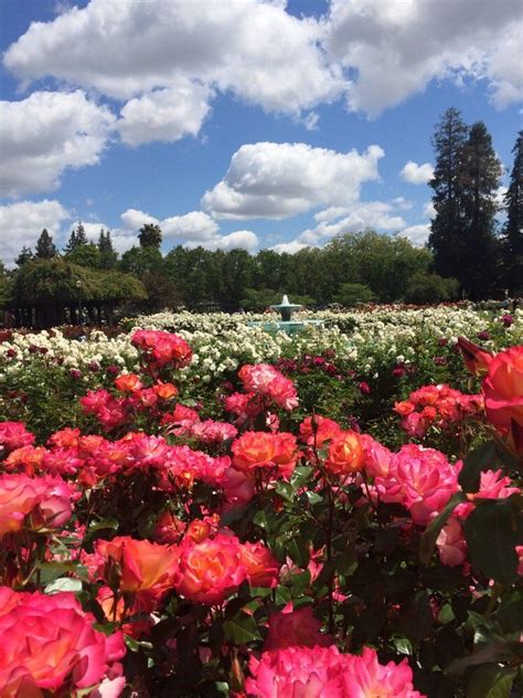 Several acres are enclosed in a peaceful residential area and are accessed by gates. San Jose Municipal Rose Garden | Naglee Ave. & Dana Ave ...