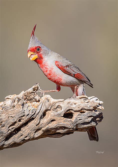 Male Pyrrhuloxia Desert Cardinal Photograph By Fred J Lord Fine Art