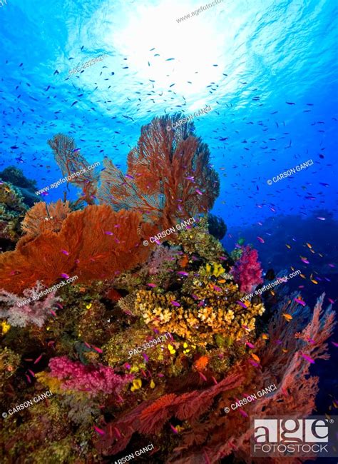 Colourful Reef Scene With Hard And Soft Corals And Fish In The Pacific