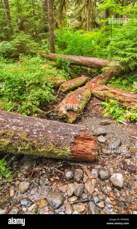 Broken Tree Logs Near Sol Duc Falls Olympic National Park Washington