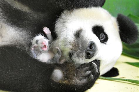 Rare Good News For Endangered Pandas Discover Magazine
