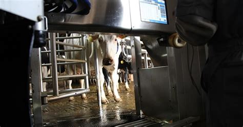 Robot Milkers Bring New Future To Washington Dairy Farmers