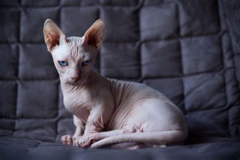 5 Hairless Cat Breeds — The Naked Truth
