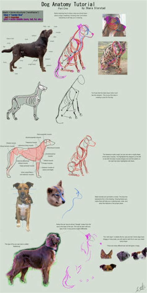 Dog Anatomy Tutorial 1 By Sleepingdeadgirl On Deviantart Dog Anatomy