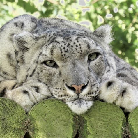 Snow Leopard Cuddles Captured On Cctv Camera Goes Viral The Big Cat