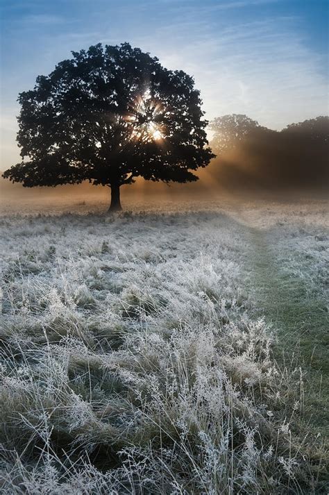 Sunrise Sunbeams Bursting Through Tree Onto Foggy Landscape Photograph