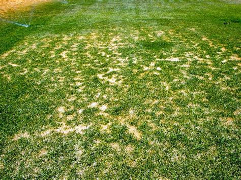 Xtremehorticulture Of The Desert Turfgrass Dead Spots Disease