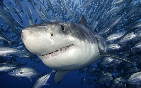 Ultra hd 4k wallpapers for desktop, laptop, apple, android mobile phones, tablets in high quality hd, 4k uhd, 5k, 8k uhd resolutions for free download. Shark Wallpaper HD Shark Pictures - HD Animal Wallpapers