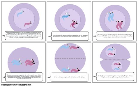 Mitosis Storyboard By D984e138