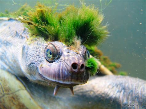 This Is The Mary River Turtle It Sprouts Vertical Strands Of Algae