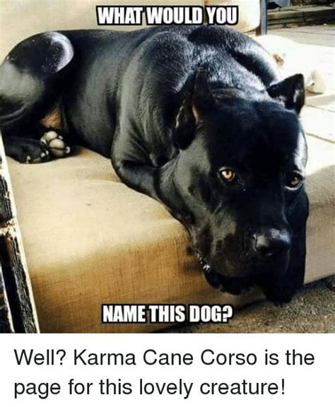 59 Funny Cane Corso Memes Photo Codepromos