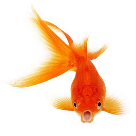 Goldfish Png Transparent Image Download Size 1024x1024px