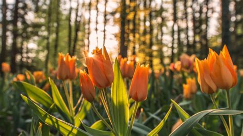 Orange Tulips In Sunrise Hd Wallpaper 4k Free Photo 3840x2160