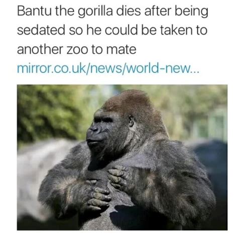 20 gorila memes ranked in order of popularity and relevancy. Bantu the Gorilla | Harambe the Gorilla | Know Your Meme