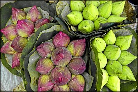 Lotus Buds Bangkok Flower Market Nelumbo Nucifera Known Flickr