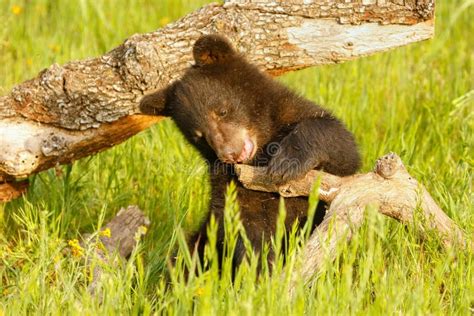 Baby American Black Bear Stock Photo Image Of Young 66050324