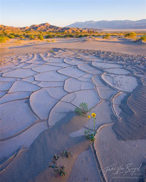 Death valley is famous for its spectacular, spring wildflower displays, but those are the exception, not the rule. Spring Emergence | Death Valley NP, CA | Art in Nature ...