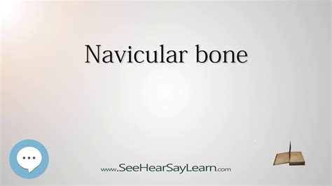 Navicular Bone Everything Human BONES YouTube