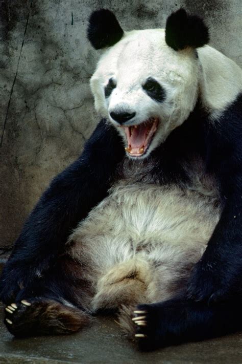 An Angry Panda Animals Pinterest
