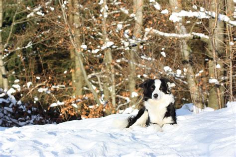Wallpaper Trees Snow Winter Border Collie Weather Season Dog