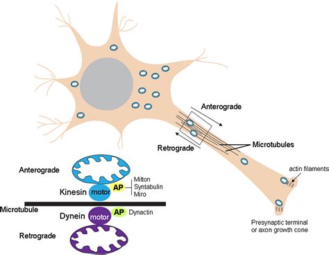 Mitochondria In Neuroplasticity And Neurological Disorders Neuron