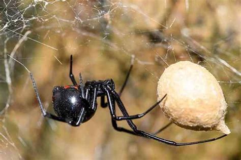 Blog Houstons Ultimate Guide To The Southern Black Widow