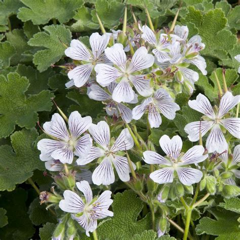 Géranium vivace (geranium spp.) plantes robustes et rustiques à feuillage souvent décoratif, les géraniums forment des touffes type de plante : Geranium renardii Lot de 3 godets de 7 cm - Gamm Vert